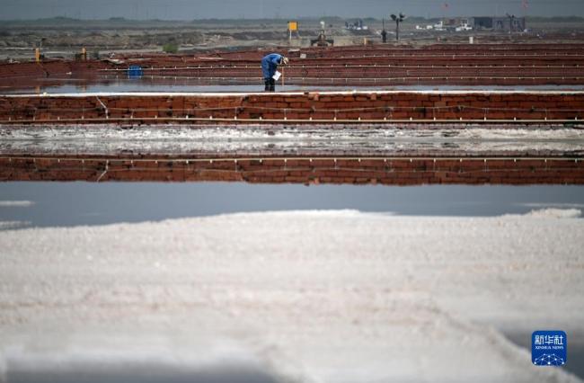 天津:千年鹽場迎豐收