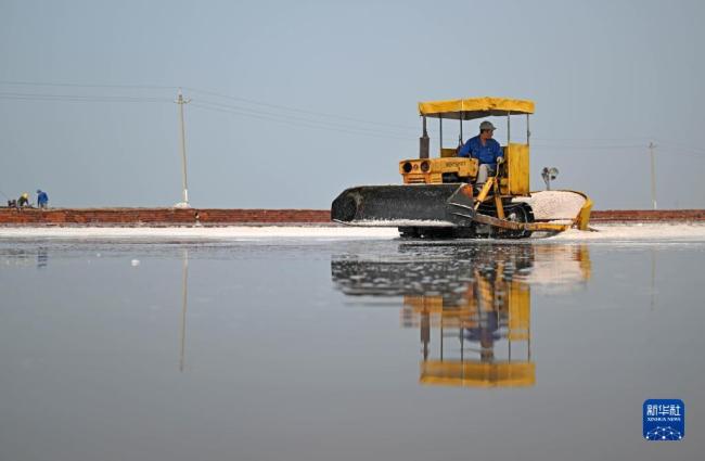 天津:千年鹽場迎豐收